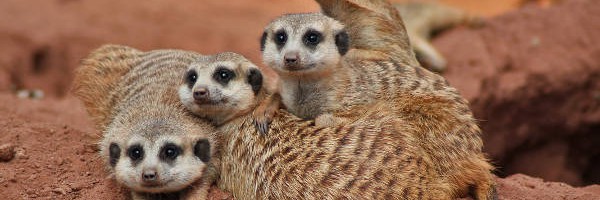 A bunch of attentive meerkats